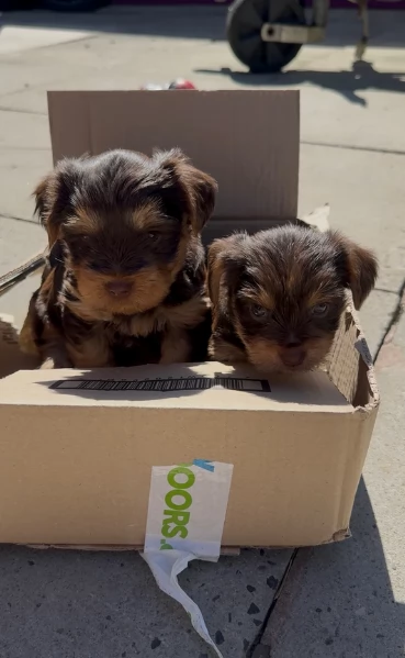 cucciolo di Yorkshire Terrier per adozione | Foto 16