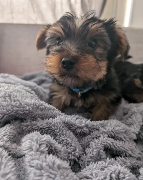 cucciolo di Yorkshire Terrier per adozione | Foto 10