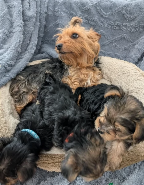 cucciolo di Yorkshire Terrier per adozione | Foto 8