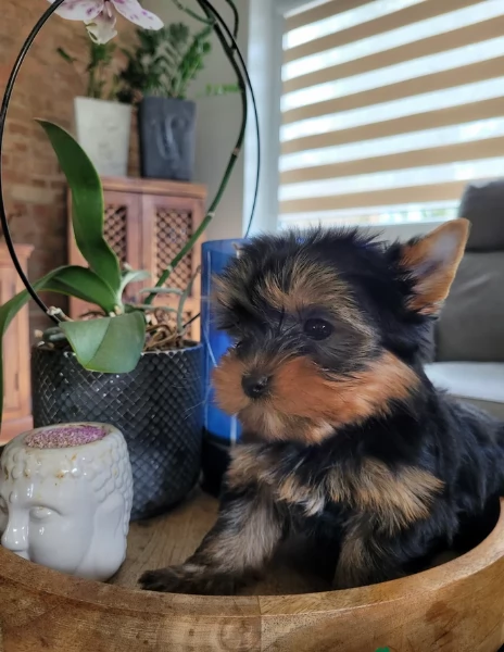 cucciolo di Yorkshire Terrier per adozione | Foto 7