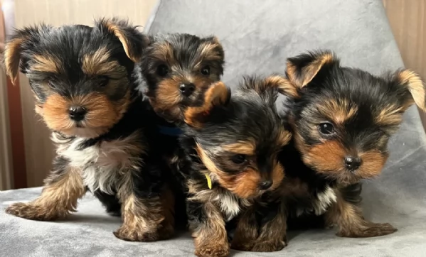 cucciolo di Yorkshire Terrier per adozione | Foto 5