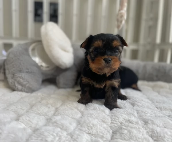 cucciolo di Yorkshire Terrier per adozione | Foto 3