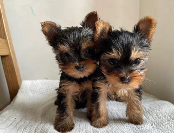 cucciolo di Yorkshire Terrier per adozione | Foto 2