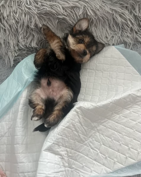 cucciolo di Yorkshire Terrier per adozione | Foto 1