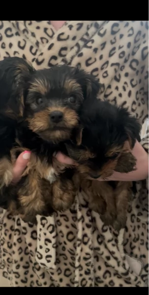 cucciolo di Yorkshire Terrier per adozione | Foto 5