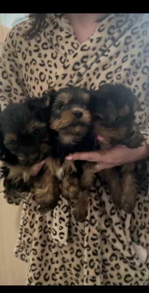 cucciolo di Yorkshire Terrier per adozione | Foto 4