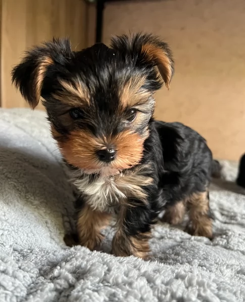 cucciolo di Yorkshire Terrier per adozione | Foto 3