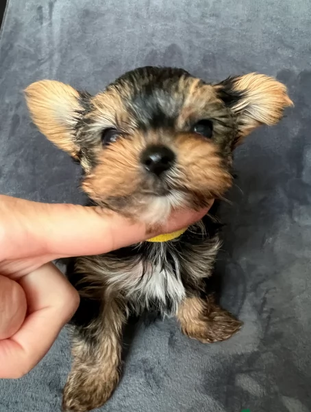 cucciolo di Yorkshire Terrier per adozione | Foto 1