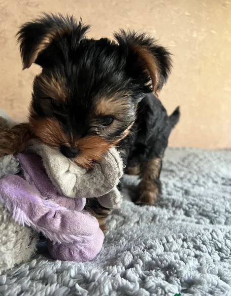 cucciolo di Yorkshire Terrier per adozione | Foto 0