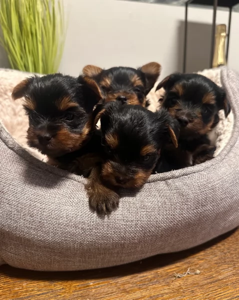cucciolo di Yorkshire Terrier per adozione | Foto 5
