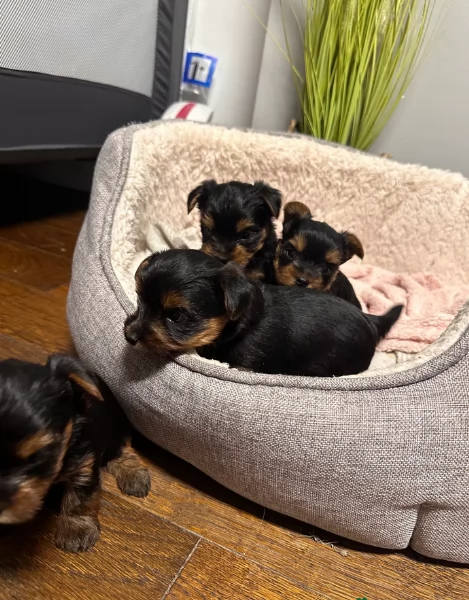 cucciolo di Yorkshire Terrier per adozione | Foto 4