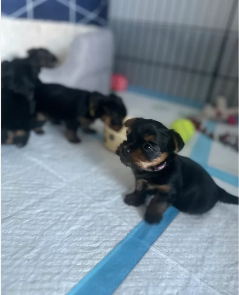 cucciolo di Yorkshire Terrier per adozione | Foto 2