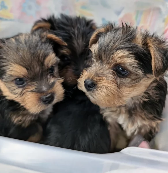 cucciolo di Yorkshire Terrier per adozione | Foto 5