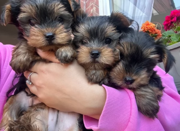 cucciolo di Yorkshire Terrier per adozione | Foto 2