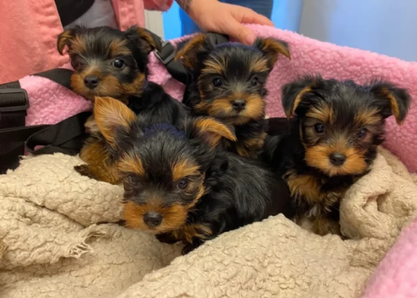 cucciolo di Yorkshire Terrier per adozione | Foto 1