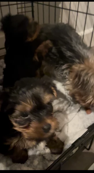 cucciolo di Yorkshire Terrier per adozione | Foto 5