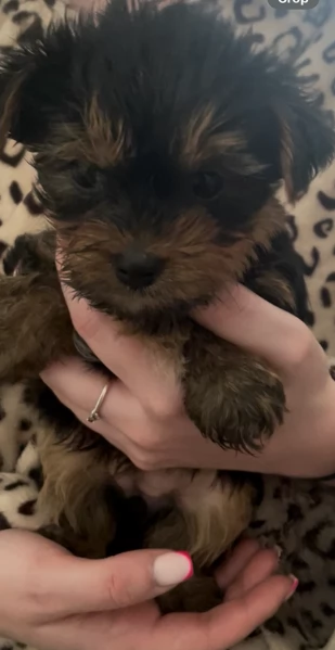 cucciolo di Yorkshire Terrier per adozione | Foto 4