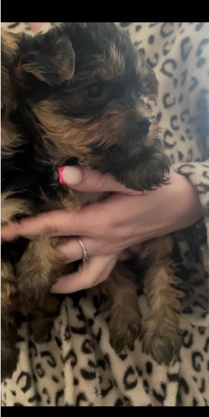 cucciolo di Yorkshire Terrier per adozione | Foto 0