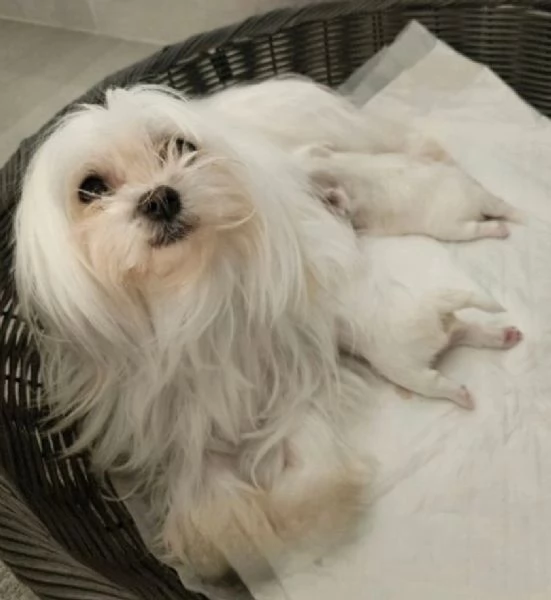 cucciolo di Maltese toy per adozione