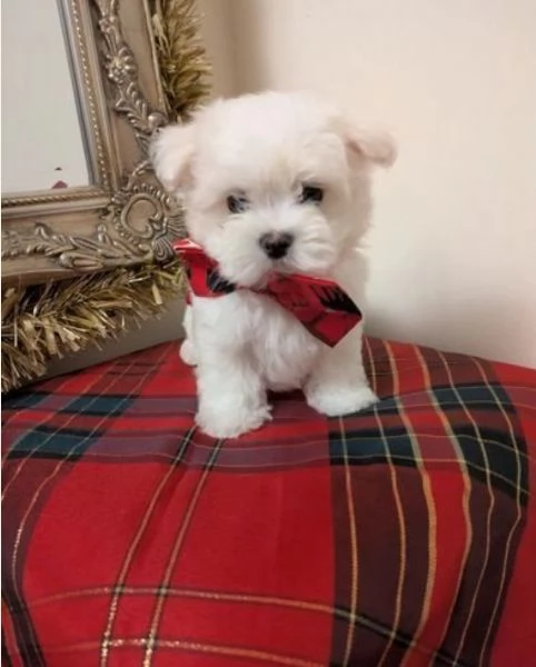 cucciolo di Maltese toy per adozione | Foto 5