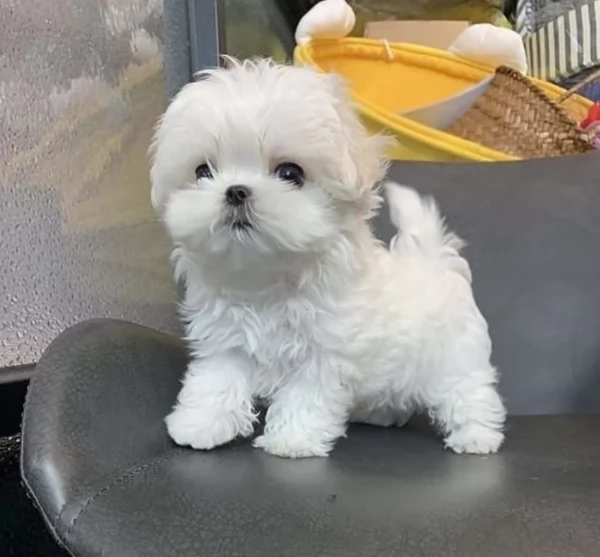 cucciolo di Maltese toy per adozione | Foto 2