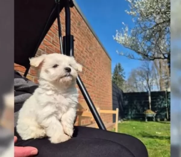 cucciolo di Maltese toy per adozione | Foto 4