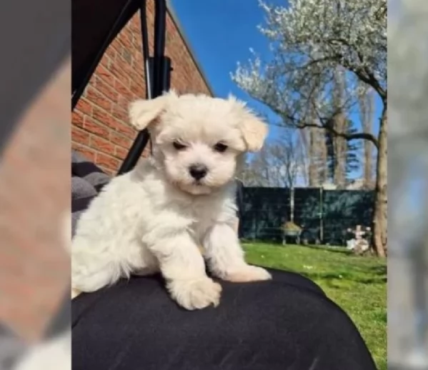 cucciolo di Maltese toy per adozione | Foto 3
