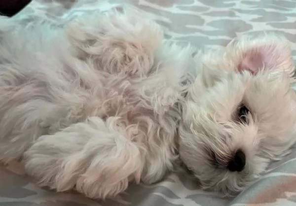 cucciolo di Maltese toy per adozione