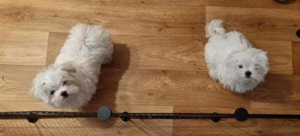 cucciolo di Maltese toy per adozione | Foto 0