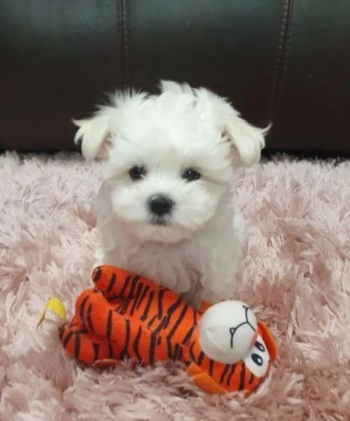 cucciolo di Maltese toy per adozione | Foto 5