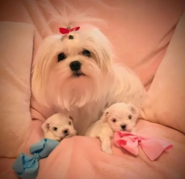 cucciolo di Maltese toy per adozione | Foto 3