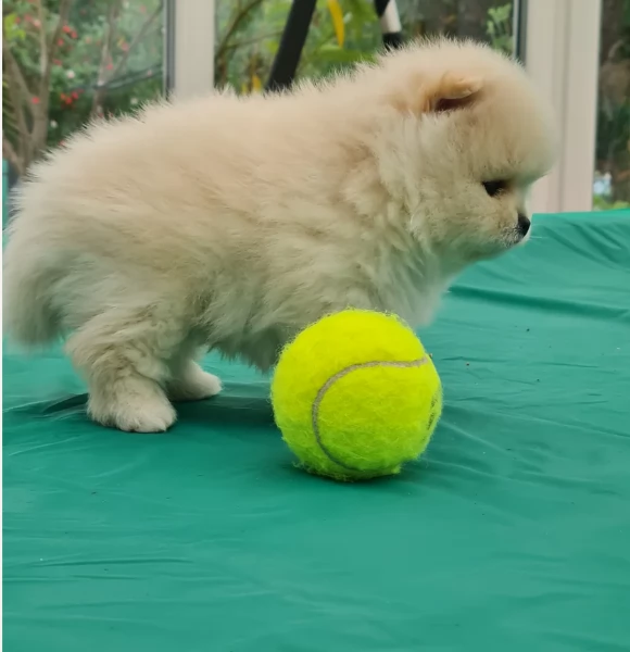 cucciolo di Pomerania toy per adozione | Foto 6