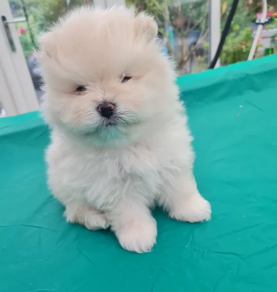 cucciolo di Pomerania toy per adozione | Foto 5