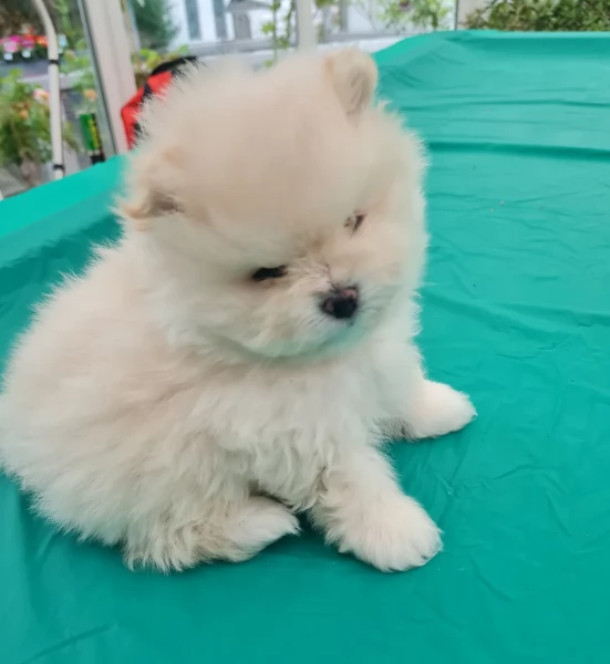 cucciolo di Pomerania toy per adozione | Foto 4