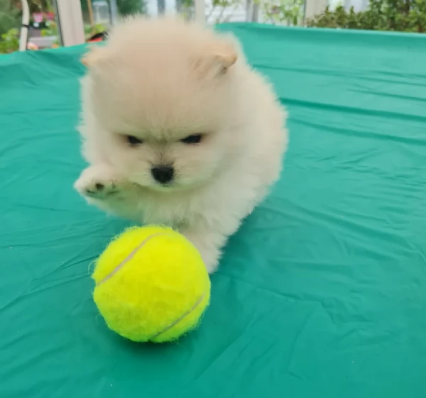 cucciolo di Pomerania toy per adozione | Foto 2