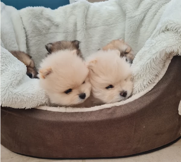 cucciolo di Pomerania toy per adozione | Foto 0