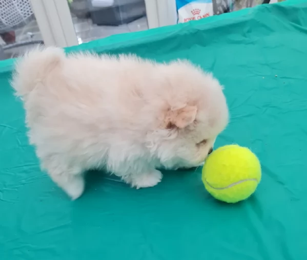 cucciolo di Pomerania toy per adozione | Foto 0