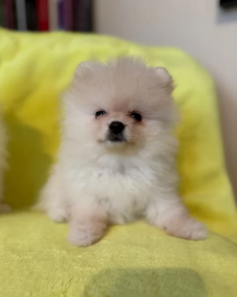 cucciolo di Pomerania toy per adozione | Foto 5
