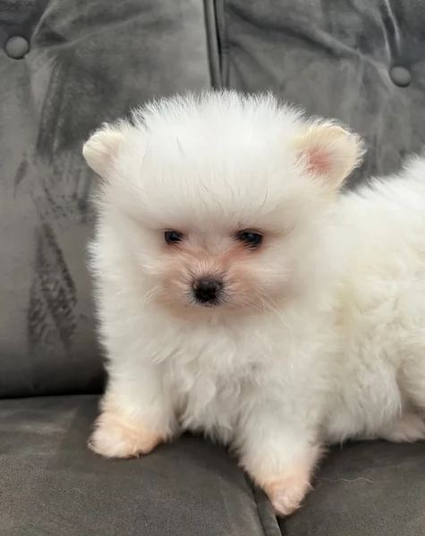 cucciolo di Pomerania toy per adozione | Foto 4