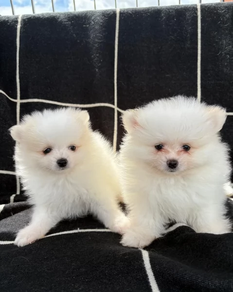 cucciolo di Pomerania toy per adozione | Foto 2
