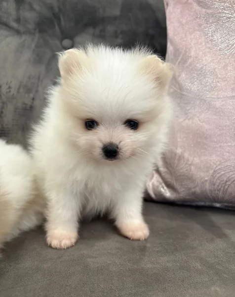 cucciolo di Pomerania toy per adozione | Foto 1
