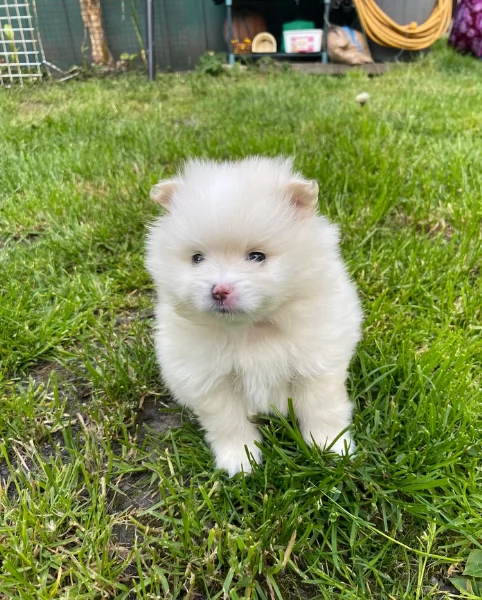 cucciolo di Pomerania toy per adozione