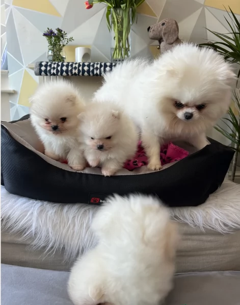 cucciolo di Pomerania toy per adozione | Foto 2