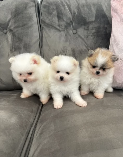 cucciolo di Pomerania toy per adozione | Foto 1