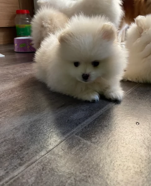 cucciolo di Pomerania toy per adozione | Foto 5