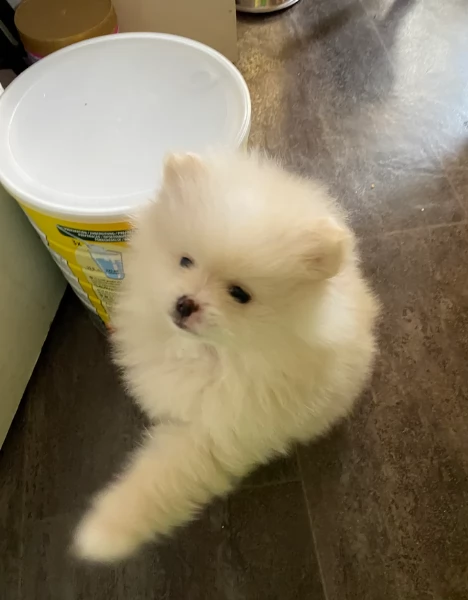 cucciolo di Pomerania toy per adozione | Foto 5