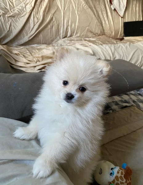 cucciolo di Pomerania toy per adozione | Foto 4