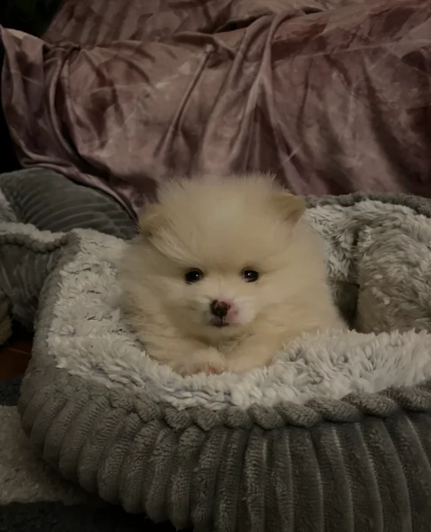 cucciolo di Pomerania toy per adozione | Foto 3