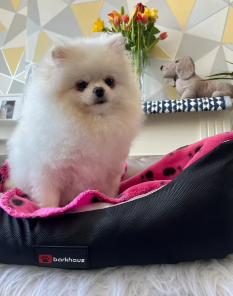 cucciolo di Pomerania toy per adozione