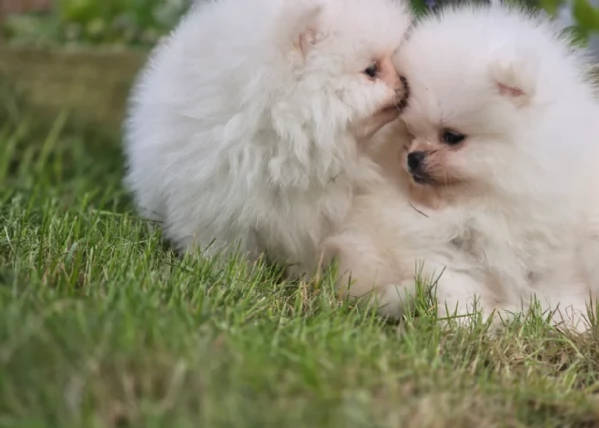 cucciolo di Pomerania toy per adozione | Foto 0